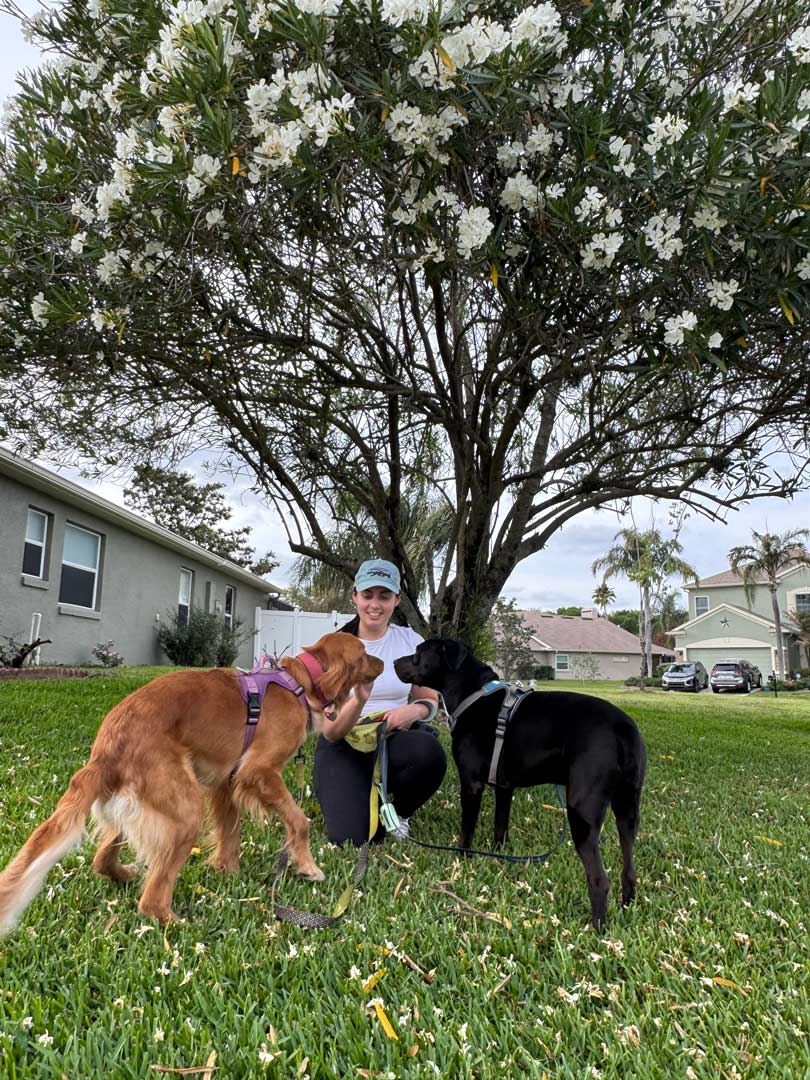 Rada training a golden retriever dog and a black labrador mix dog, outside near a tree covered in white flowers.